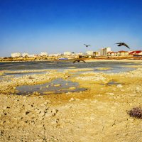 Ворона :: Анатолий Чикчирный