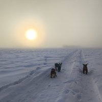 Мороз :: Anna Ivanova Мороз :: Anna Ivanova