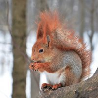 Белка :: Константин Анисимов