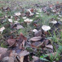 Грибы в ноябре :: Сеня Белгородский