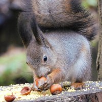 Белка :: Лина Белка :: Лина