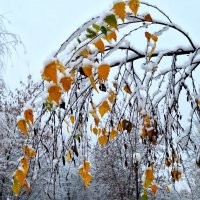 Первый снег :: Наталья 