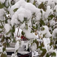 Снег выпал :: Елена Семигина Снег выпал :: Елена Семигина