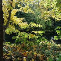 Картинки осени :: Рита Симонова