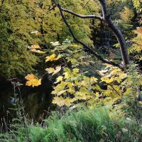 Картинки осени :: Рита Симонова