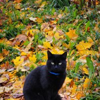 Котик :: Юлия Голикова