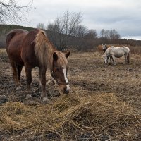 Три лошадки на лугу... - ели летнюю траву)) :: Владимир Хиль