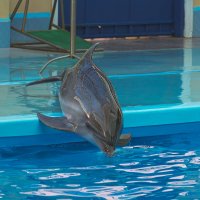 Дельфин :: Игорь Сикорский