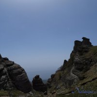 Природа Крыма :: Amazing Cosmea