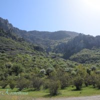 Природа Крыма :: Amazing Cosmea