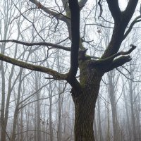 Дерево :: Александр Синдерёв