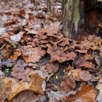 Псилоцибе синеющая :: Александр Синдерёв