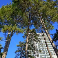 Приморский парк :: Tata Wolf