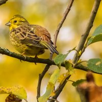 Овсянка. :: Андрей Андрианов