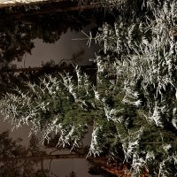 Елочки :: Ольга Савельева 