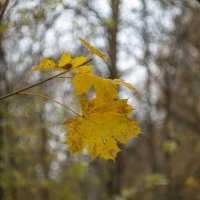 ___ :: Yuriy V ___ :: Yuriy V