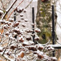 Первый снег :: Анастасия Логинова