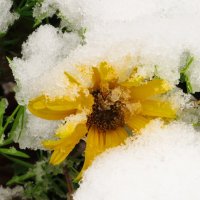 Заметённый снегом :: Андрей Снегерёв