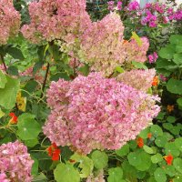 Гортензия :: Freddy 97