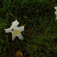 Рододендрон финал. :: Юрий Полторыхин. Рододендрон финал. :: Юрий Полторыхин.