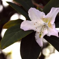 Рододендрон :: Юрий Полторыхин.