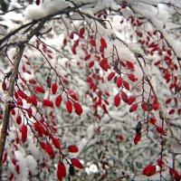 барбарис :: Михаил Бибичков