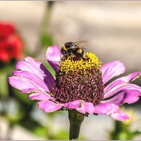 Про сентябрь... :: Aquarius - Сергей