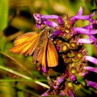 опять про бабочек...47 :: Александр Прокудин