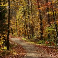 Ноябрь разукрасил лес :: Юрий. Шмаков Ноябрь разукрасил лес :: Юрий. Шмаков