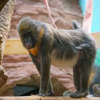 Мандрила :: Иван Литвинов