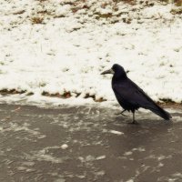 = Куда пойти? Куда податься? - :: Татьяна Помогалова = Куда пойти? Куда податься? - :: Татьяна Помогалова