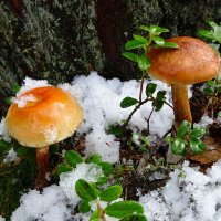 В ноябре растут грибы. :: Милешкин Владимир Алексеевич 