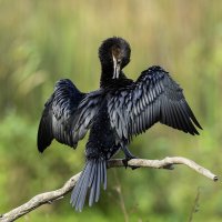 Карликовый баклан. :: Alexander Amromin