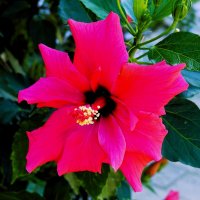 Они украшают нашу жизнь!(серия) :: Владимир Манкер