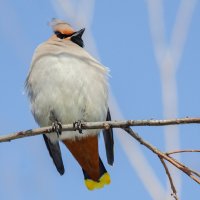 Свиристель :: Виктор Иванович Чернюк
