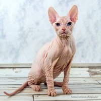 Канадский сфинкс :: Светлана Ищенко