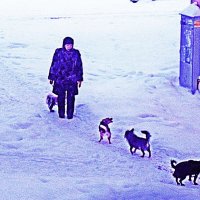 Утро ноября...На прогулке с собачками! :: Владимир 