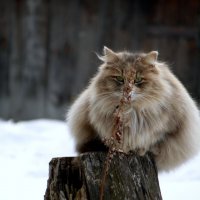 За травинкой спрячусь от тебя... :: nadyasilyuk Вознюк За травинкой спрячусь от тебя... :: nadyasilyuk Вознюк