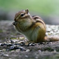 Перекус :: Вячеслав Алтай Перекус :: Вячеслав Алтай