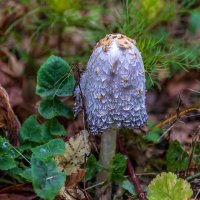 Навозник белый. :: Анатолий. Chesnavik. Навозник белый. :: Анатолий. Chesnavik.