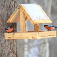 Подкармливаем птиц в снежную зиму :: Татьяна Лютаева Подкармливаем птиц в снежную зиму :: Татьяна Лютаева