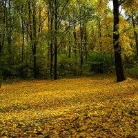 Новочебоксарск. Ельниковская роща осенью. :: Пётр Чернега