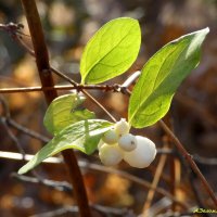 Этюды ноября... :: Андрей Заломленков Этюды ноября... :: Андрей Заломленков