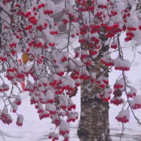 Случилась зима... :: Мария Васильева