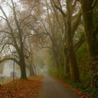 Утро ноября :: Юрий. Шмаков