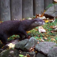 Добыча близка :: Юрий. Шмаков Добыча близка :: Юрий. Шмаков