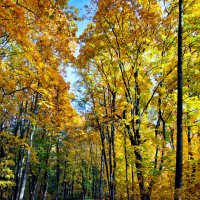 осень, Санкт Петербург :: Laryan1 