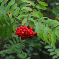 рябинка :: Владимир иванов