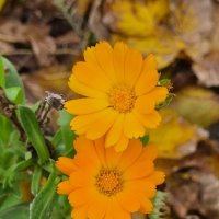 Ноябрьские цветы :: Наталья 