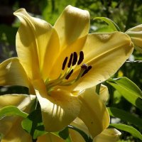 Летним солнечным днём! :: Нина Андронова